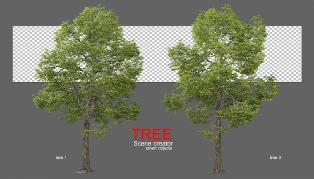 large varieties of trees
