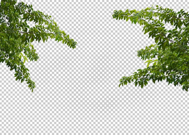 leaf isolated transparency background.