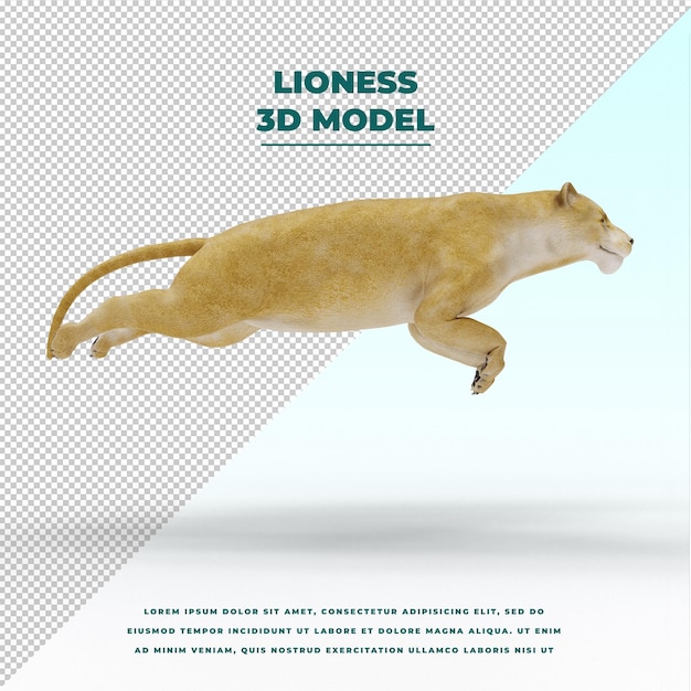 Lioness isolated