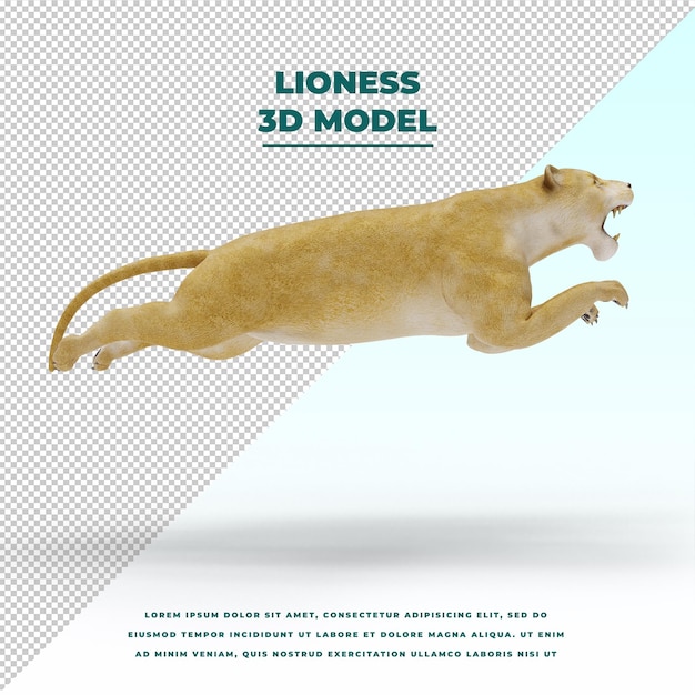 Lioness isolated