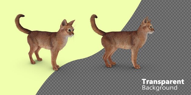 Mèo cô lập trên Nền trong suốt
