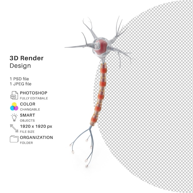 neuron cell 3d modeling psd file realistic neuron cell