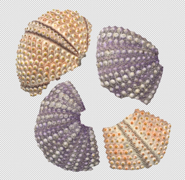 outline of some sea urchin skeletons natural elements isolated and colored in high quality macro