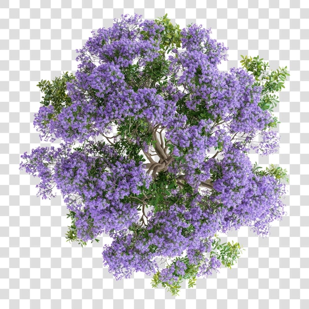 PNG Real jacaranda tree flowers blossom foliage
