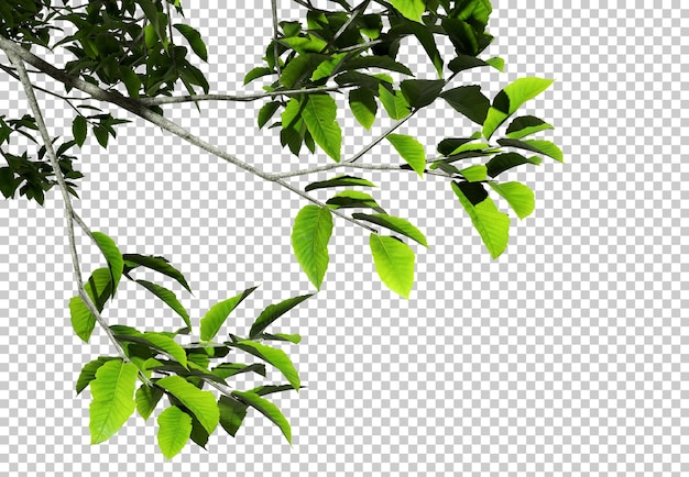 psd cutout greenery tree branches leafs foreground transparent backgrounds 3d rendering