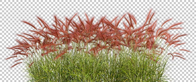 PSD Hight tropics grass meadow red flora fields on transparent backgrounds 3d render
