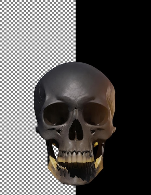 realistic human skull with dark shadows and detailed texture on transparent background png psd