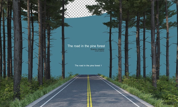 road in a pine forest