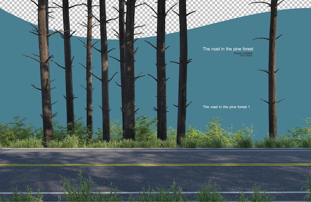road in a pine forest