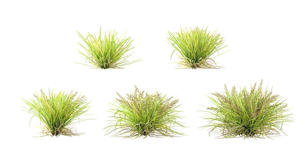 Set of Basket grass with alpha mask 3d rendering for digital composition and architecture visualization