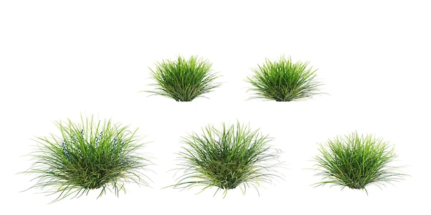 set of Mondo grass with alpha mask 3d rendering for digital composition