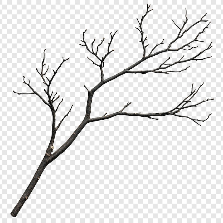 PSD Gratis a detailed closeup of a bare branch isolated on a transparent background