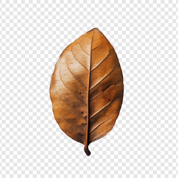 PSD Gratis a single dried leaf brown hues autumnal still life photography