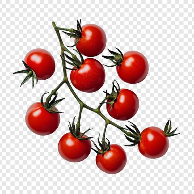 A Vibrant Bunch of Cherry Tomatoes on the Vine Ready for Harvest
