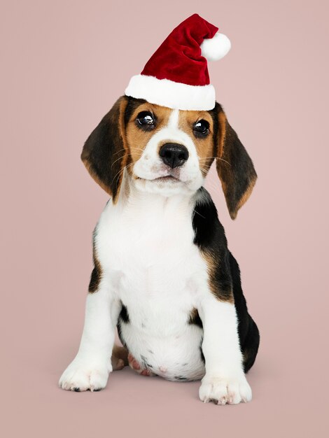 Aanbiddelijk Brakpuppy die een Kerstmanhoed dragen