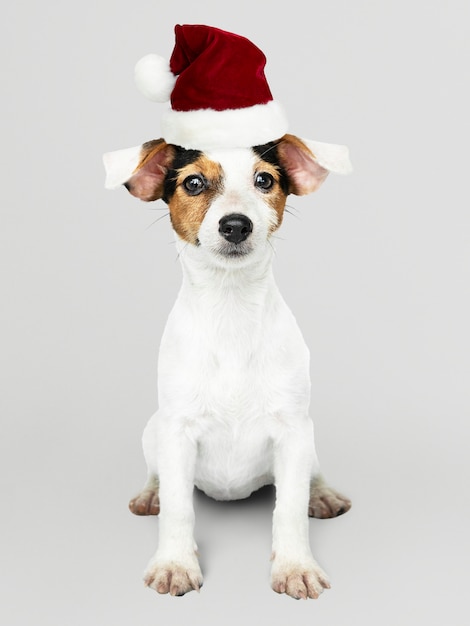 Aanbiddelijk Jack Russell Retriever-puppy die een Kerstmishoed dragen