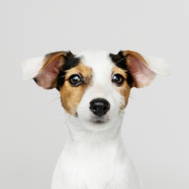 Gratis PSD aanbiddelijk jack russell retriever-puppyportret