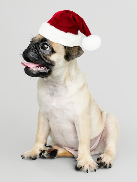Aanbiddelijk Pug puppy die een Kerstmishoed dragen