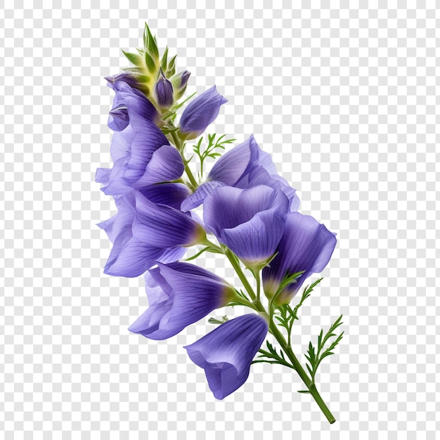 Aconitum png aislado sobre fondo transparente