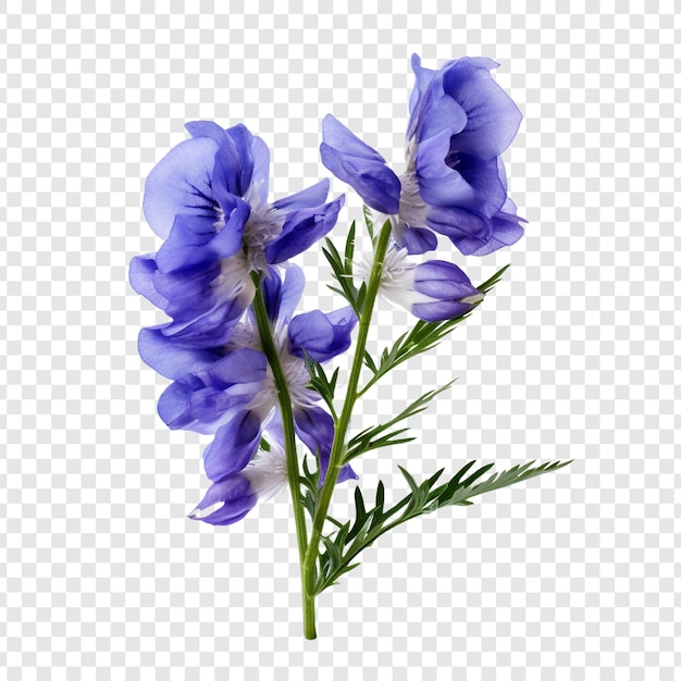 Gratis PSD aconitum png geïsoleerd op transparante achtergrond