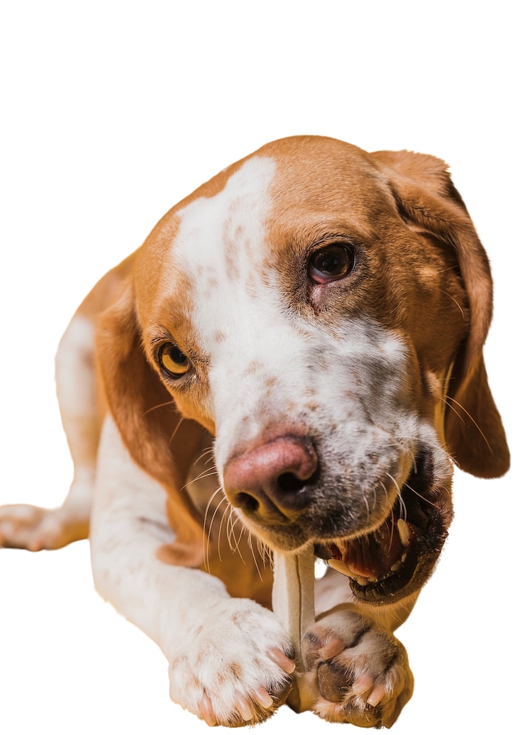 PSD Gratis adegan dengan anjing peliharaan cokelat dan putih yang menggemaskan