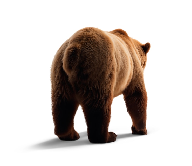 PSD gratuito adorabile orso isolato