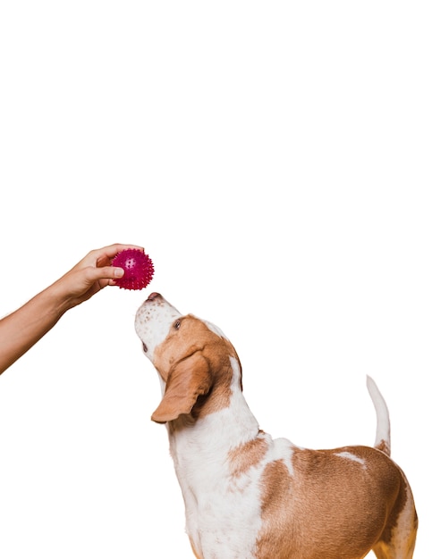 Adorabile scena di cane da compagnia