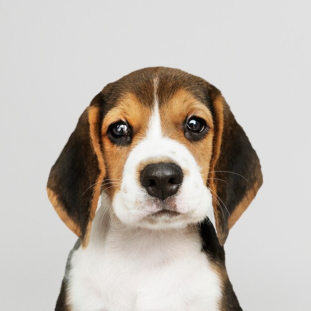 Adorable beagle cachorro solo retrato