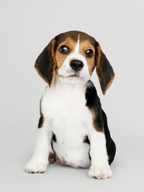 Adorable beagle cachorro solo retrato