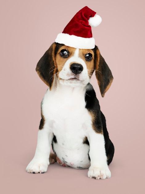 Adorable cachorro beagle con un sombrero de santa