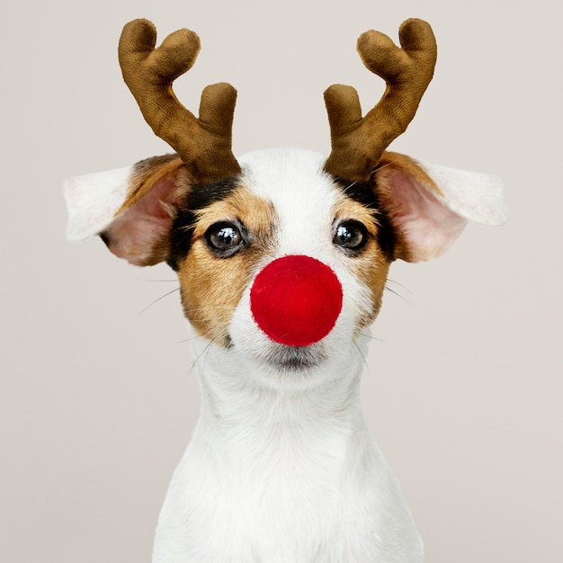 Adorable cachorro de Jack Russell Retriever con una asta de reno