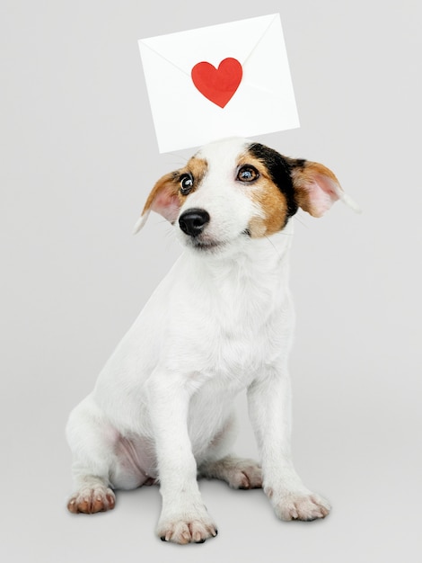 Adorable cachorro de Jack Russell Retriever con una maqueta de carta de amor