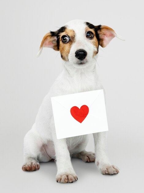 Adorable cachorro de Jack Russell Retriever con una maqueta de carta de amor