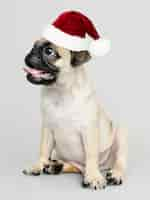 PSD gratuito adorable cachorro pug con un sombrero de navidad