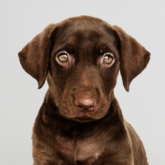 Adorable chocolate retrato de labrador retriever