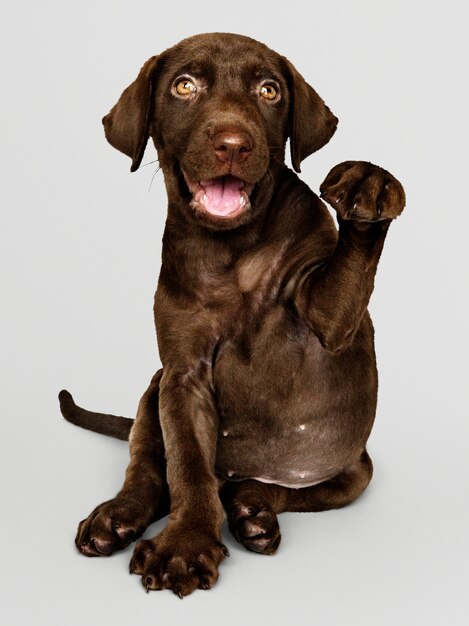 Adorable chocolate retrato de Labrador Retriever