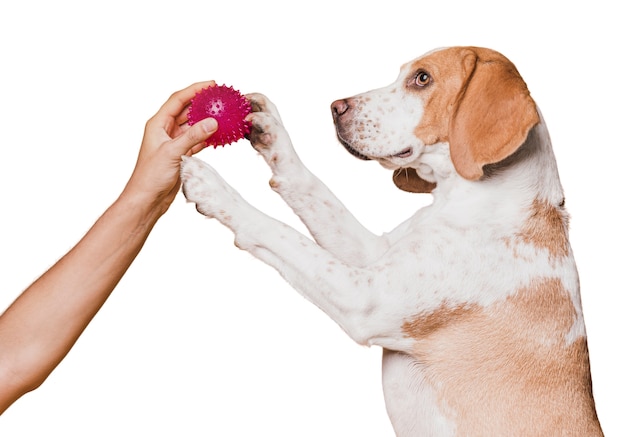 Adorable escena de perro mascota