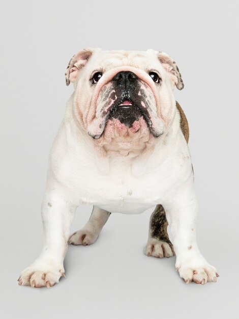 Adorable retrato de cachorro de Bulldog blanco