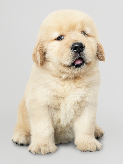 PSD gratuito adorable retrato de cachorro de golden retriever