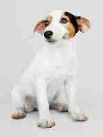 PSD gratuito adorable retrato de cachorro de jack russell retriever