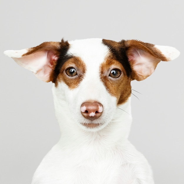 Adorable retrato de cachorro de jack russell retriever