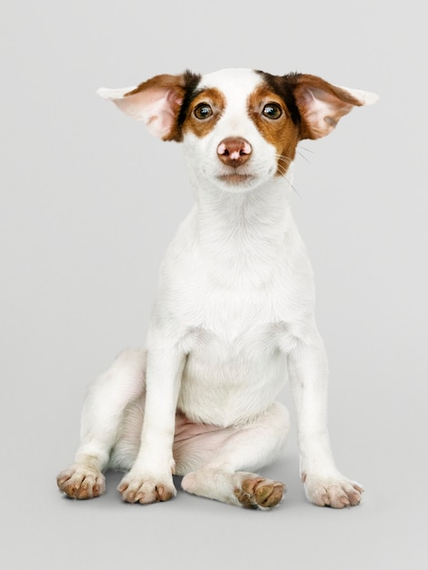 Adorable retrato de cachorro de Jack Russell Retriever