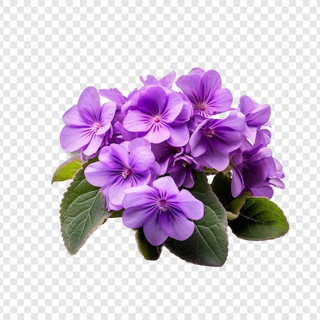 Gratis PSD afrikaanse violet png geïsoleerd op transparante achtergrond