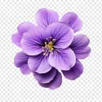 Gratis PSD afrikaanse violette bloem geïsoleerd op transparante achtergrond