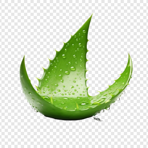 Aloe vera png aislado sobre fondo transparente