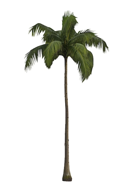 Un alto árbol de palma aislado