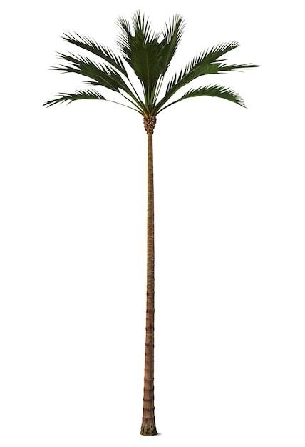 Un alto árbol de palma aislado
