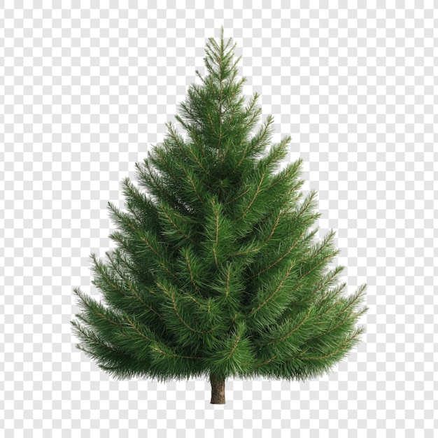 Árbol de Navidad de hoja perenne aislado