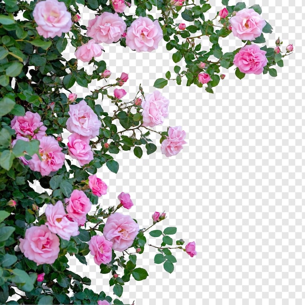 El arbusto de rosas rosadas con bordes de rosas en flor con pétalos delicados