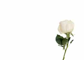 PSD gratuito arreglo floral aislado sobre fondo blanco.